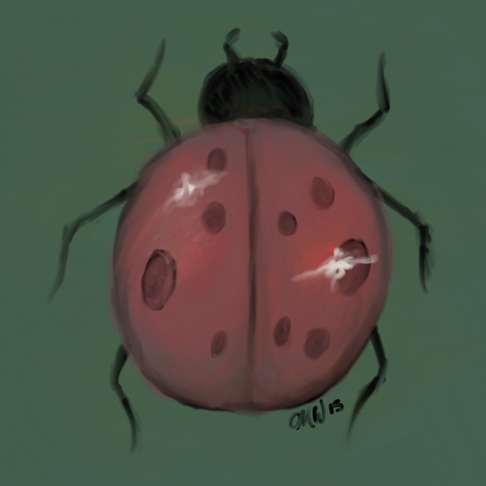 Daily Drawing 2: Ladybug