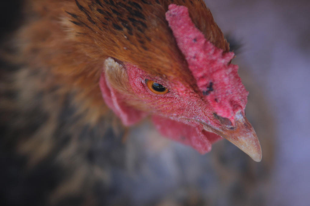 the hen lost her eggs by alaskass