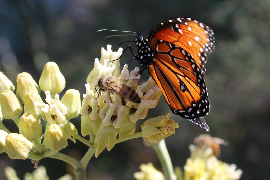 bless the pollinators by alaskass
