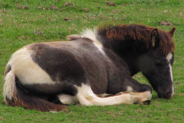 Painted Pony