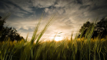 Corn Field