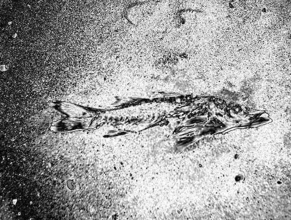 Fallen Fish the fallen fish by mitchibishu on DeviantArt