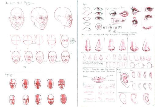 BTB head studies