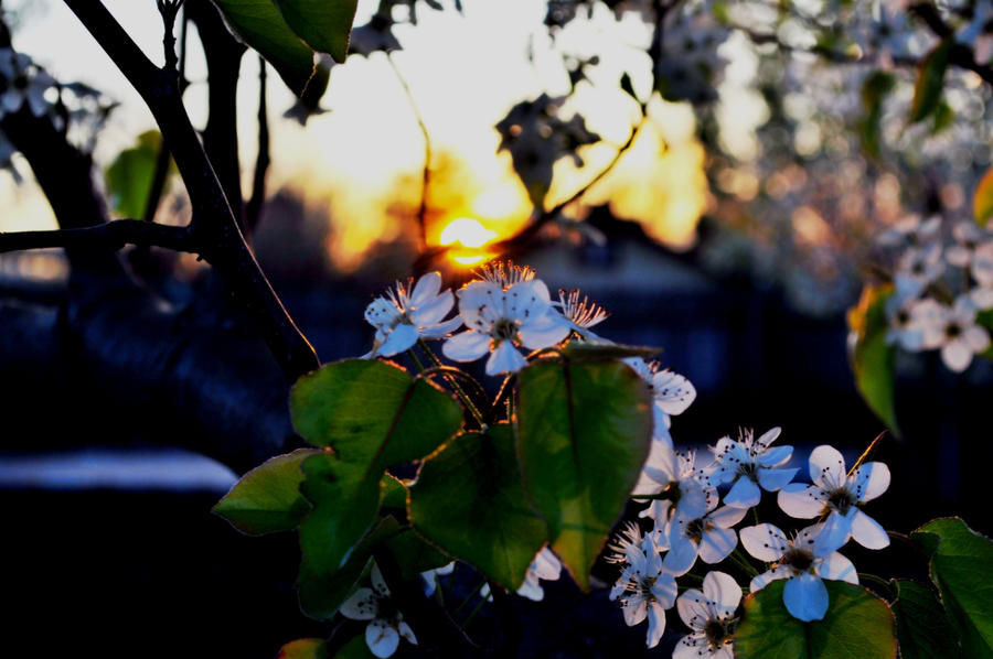 Sunset flowers