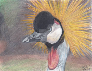 Crowned Crane