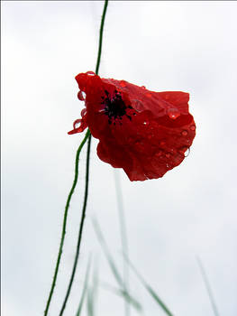 Mohn02