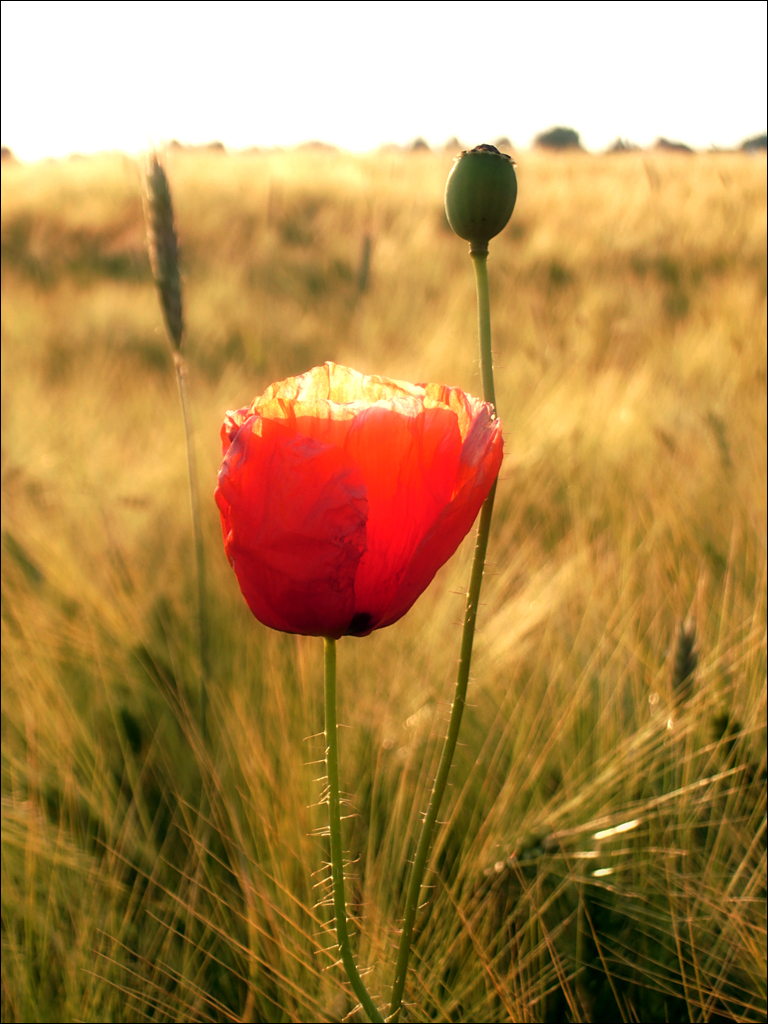 Mohn