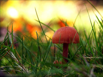 Pilz im goldenen Licht