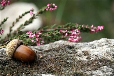 Autumn - Herbst