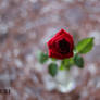 Red Rose