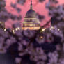 Cherry Blossoms over the Capitol