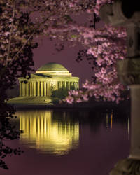 Cherry Blossom 2012