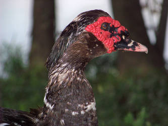 Muscovy Duck