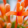 Orange Flower