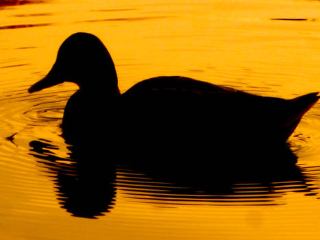 Duck in the Dusk