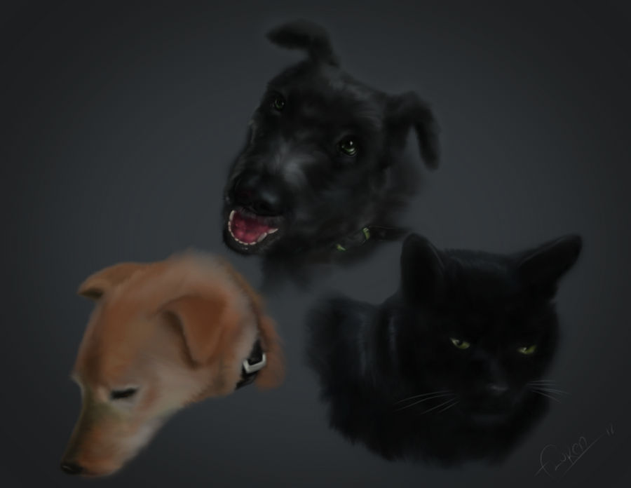 Cat and Dogs