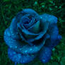 Blue Rose