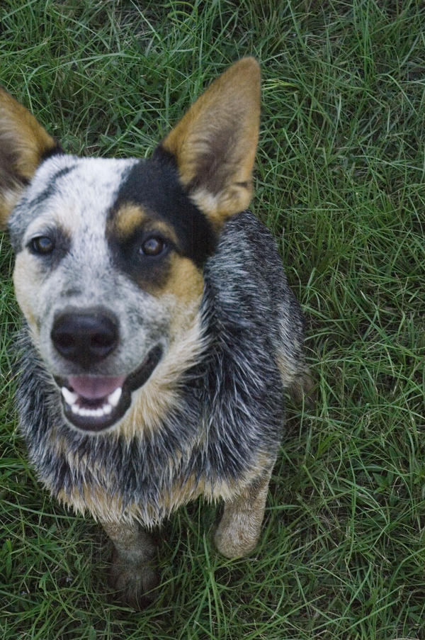 johnny ringo by crankerchanker on DeviantArt