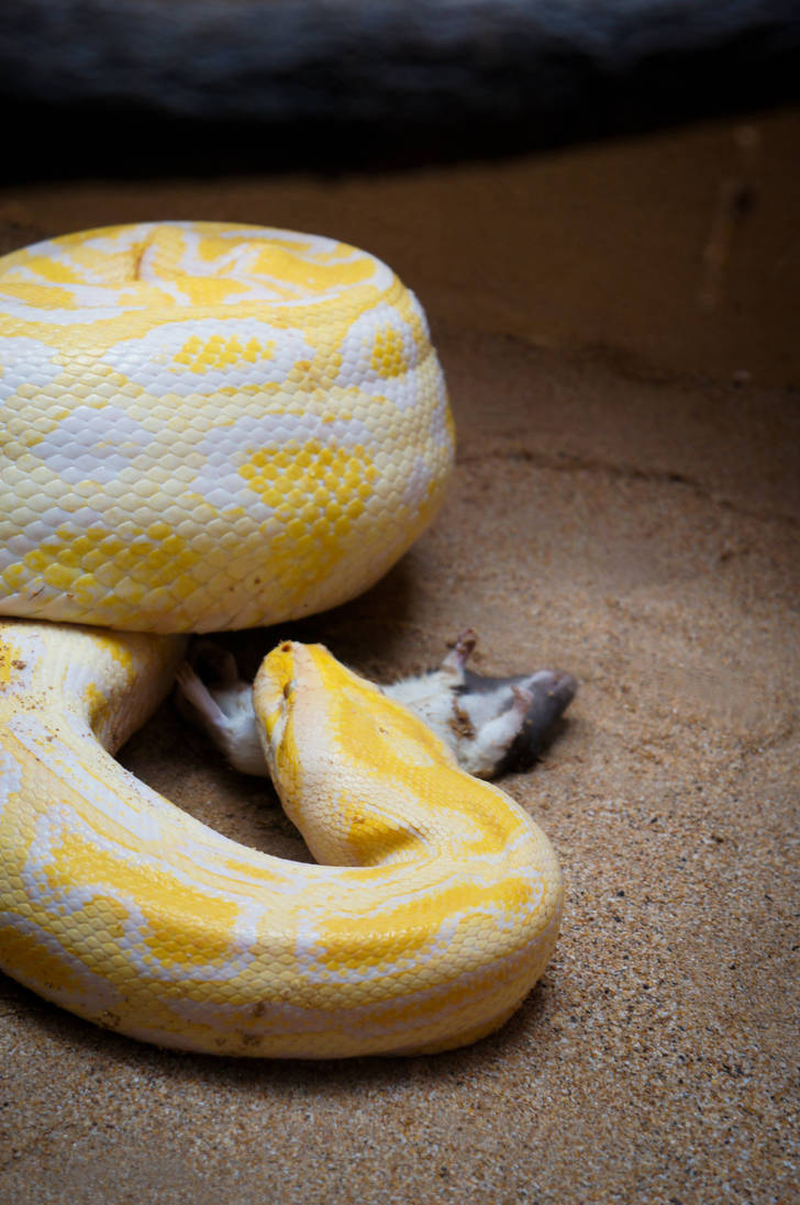 Burmese Python eating by doberman023 on DeviantArt