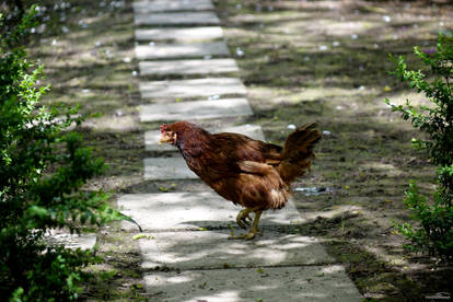 Walking Chick