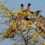One Greedy Giraffe