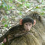 Mother and Baby Baboon