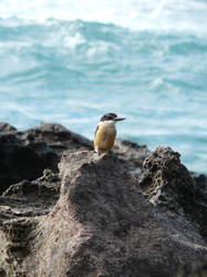 Kingfisher on the Rocks