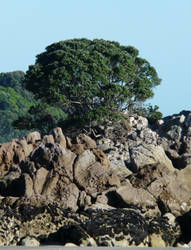 The Great Tree on the Rock