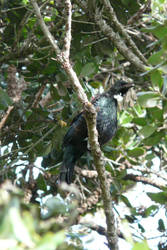 The Song of the Tui