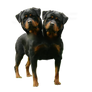 Orthus Two Headed Dog