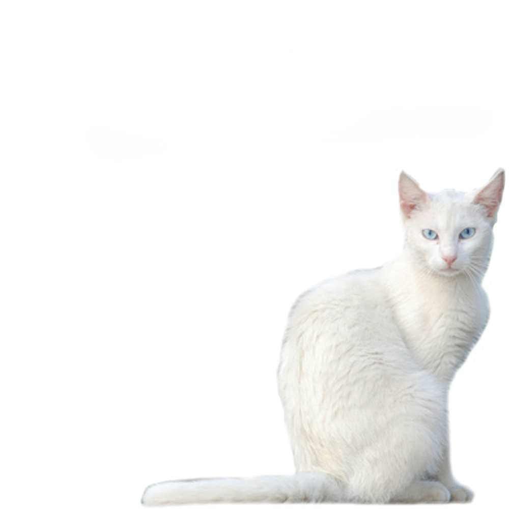 White Kitty PNG Stock