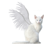 Winged Kitty PNG Stock
