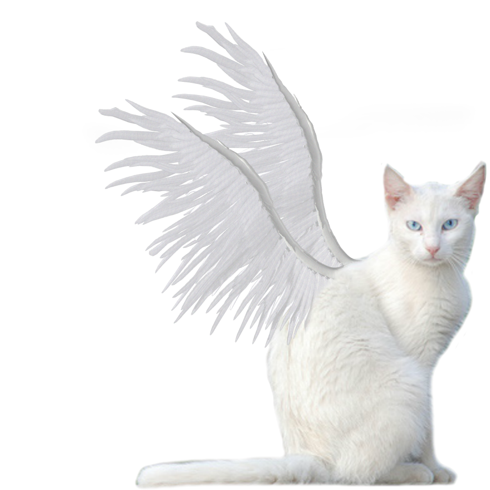 Winged Kitty PNG Stock