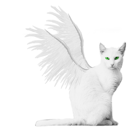 White Winged Kitty PNG Stock Green Eyes