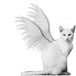 White Winged Kitty PNG Stock Green Eyes Burned