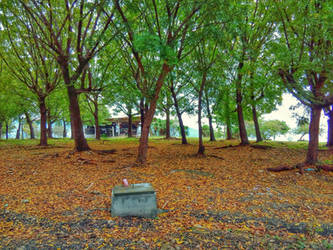 Trees and Leaves