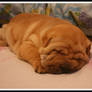 Chinese Shar-Pei Puppy