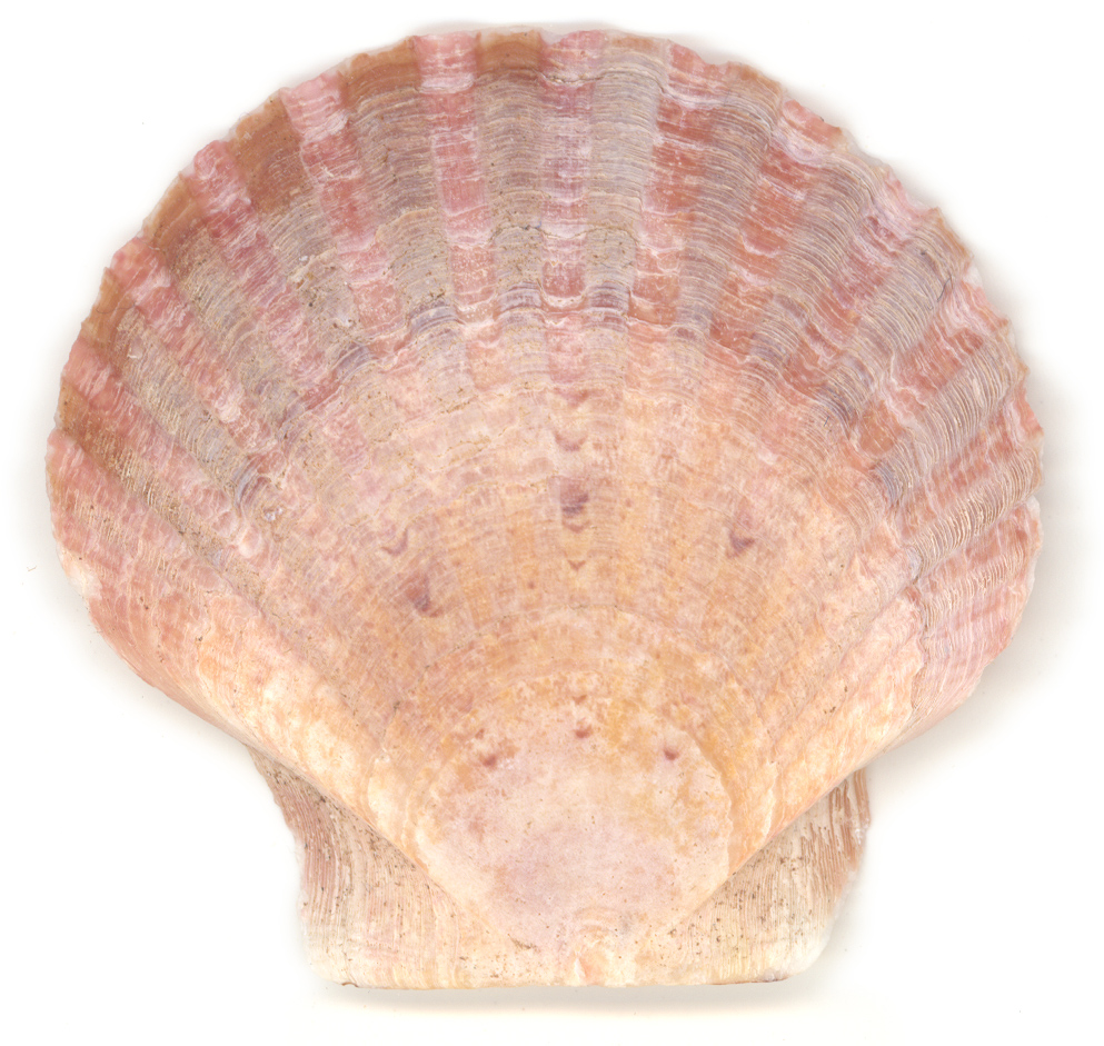 Small Shell