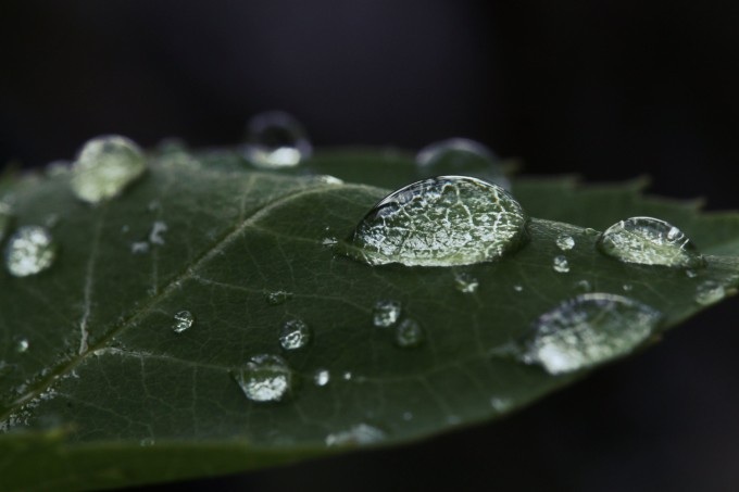 Dewdrops