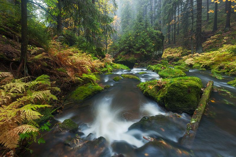 Bohemian Rainforest