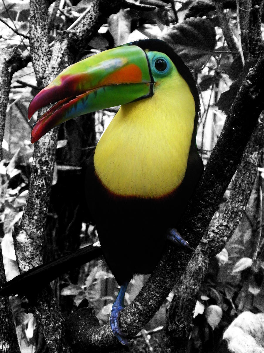 Toucan