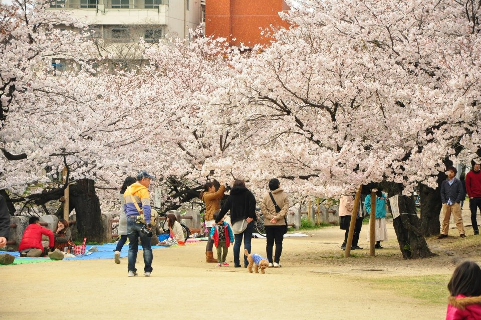 Hanami trip (2) - Fukuoka, Japan