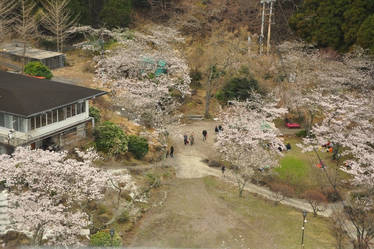 Cherry Blossom village - Nagasaki, Japan