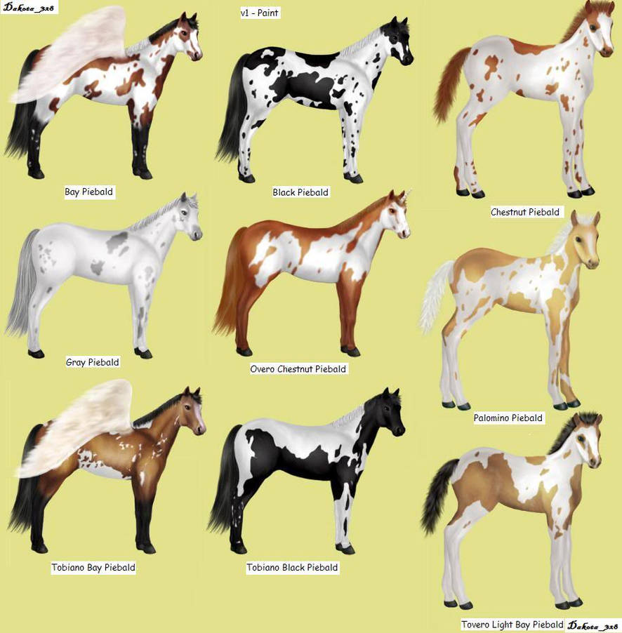 Какие бывают клички у лошадей. Имена для Жеребцов пегих. Расцветки лошадей. Клички лошадей. Имена для лошадей кобыл.