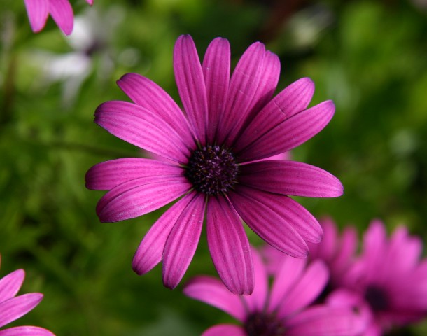 violaceous posy