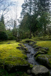 The Creek and the Moss