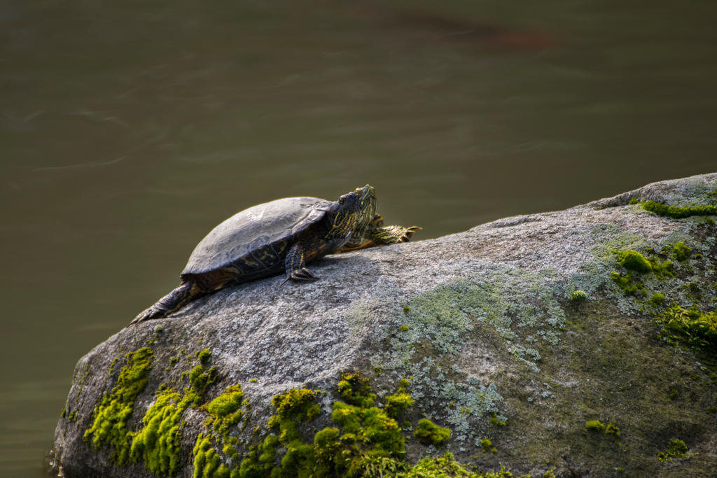 Turtles by SiNg0d on DeviantArt