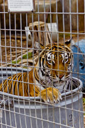 Bengal Cooling Off