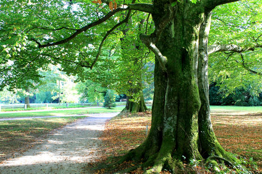 Tree in fall.