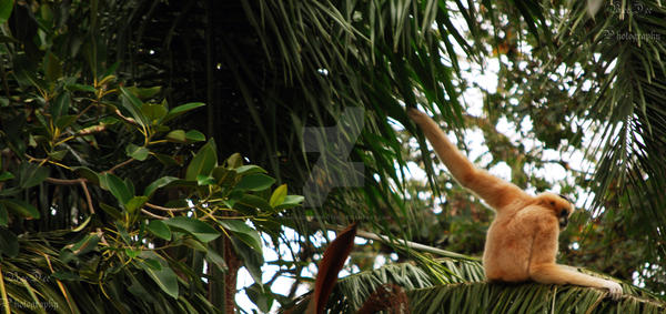Lanky Kong by BiancaDawnPhotos on DeviantArt